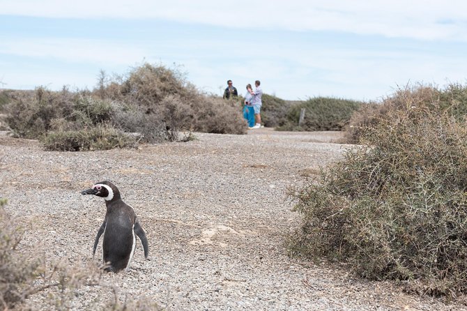 Cruise Shore Excursion Ea San Lorenzo Peninsula Valdes - Patagonia - Argentina - San Lorenzo sheep ranch: the Magellanic penguin rookery experience