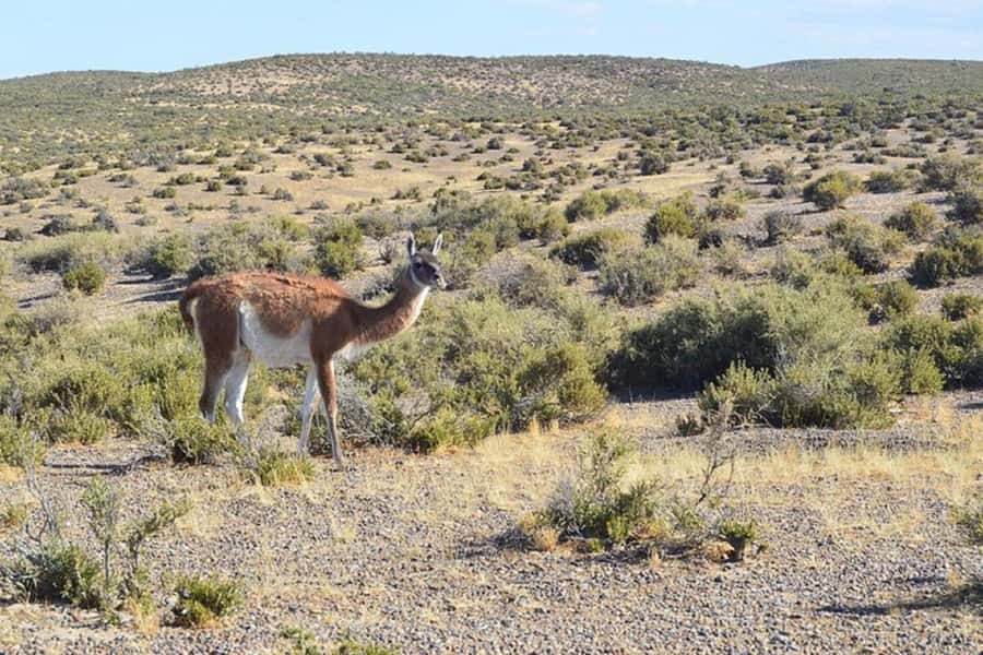 Cruise Shore Excursion Peninsula Valdes - Box Lunch Included - What to pack, and what to avoid doing on wildlife days