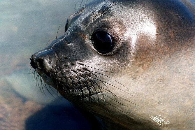 Cruise Shore Excursion Peninsula Valdes - Pto Madryn - Patagonia - Argentina - Peninsula Valdes Wildlife, Not a Checklist Zoo