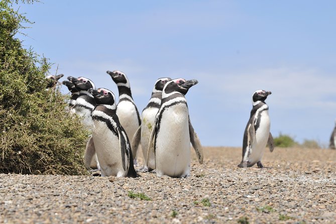 Cruise Shore Excursion Punta Tombo Tour - Puerto Madryn - Patagonia - Argentina - Key highlights worth knowing