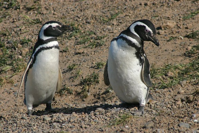 Cruise Shore Excursion Punta Tombo Tour - Puerto Madryn - Patagonia - Argentina - Punta Tombo and Puerto Madryn: why this penguin shore stop works