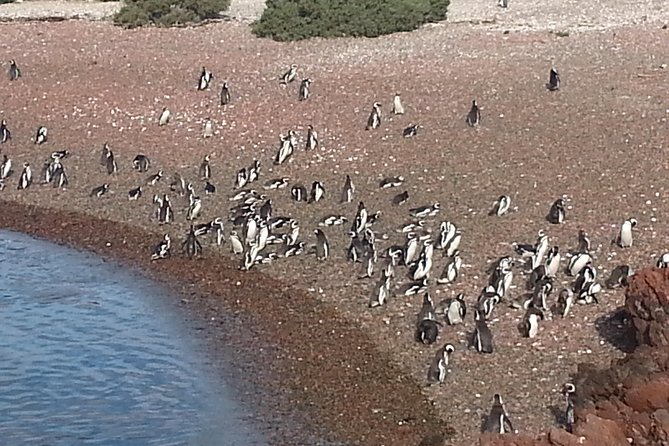 Cruise Shore Excursion Punta Tombo Tour - Puerto Madryn - Patagonia - Argentina - Walk the paths: how penguin viewing actually happens here
