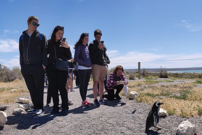 Cruise Shore Excursion Punta Tombo with Boxlunch from Pto Madryn - Key things I’d circle before you go