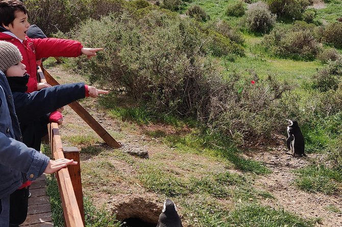 Cruise Shore Excursion Punta Tombo with Boxlunch from Pto Madryn - Punta Tombo: Interpretation Center and the 1.5-Kilometer Penguin Walk