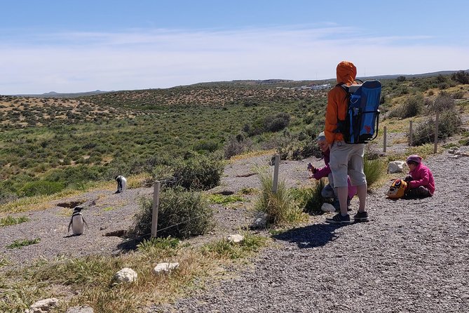 Cruise Shore Excursion Punta Tombo with Boxlunch from Pto Madryn - The 7-Hour Day: A Comfort-First Ride to Punta Tombo