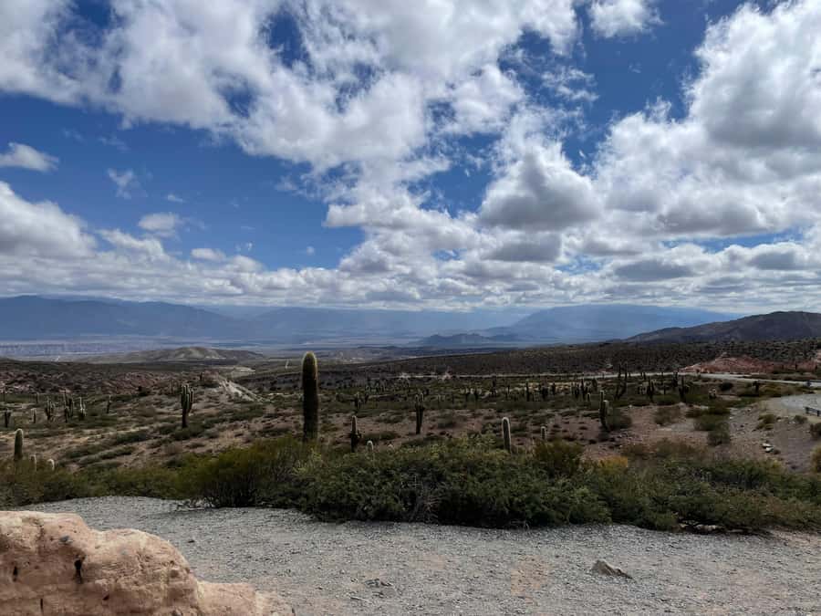 Day Trip to Cachi from Salta - Los Cardones National Park: towering cardones and open cactus plains