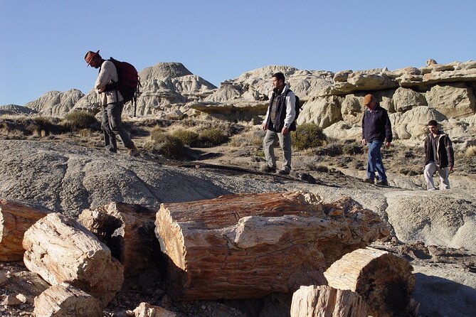 Discover La Leona Petrified Forest: Guided Hiking Tour - Price and value check for $211 from El Calafate