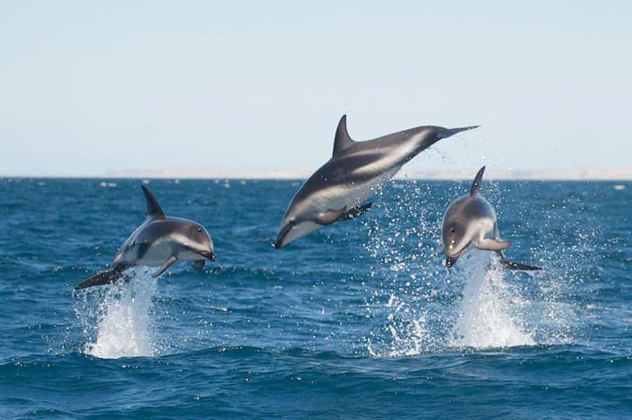 Dolphin Watching Adventure - Golfo Nuevo’s calm-water dolphin hunt, minus the fuss