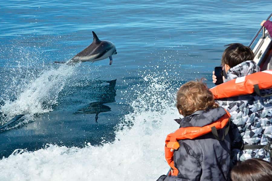 Dolphin Watching Adventure - How the dusky dolphin spotting usually feels