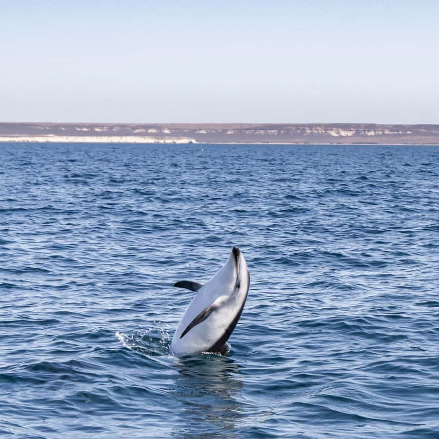 Dolphin Watching Adventure - Punta Loma Protected Natural Area: sea lions and seabirds