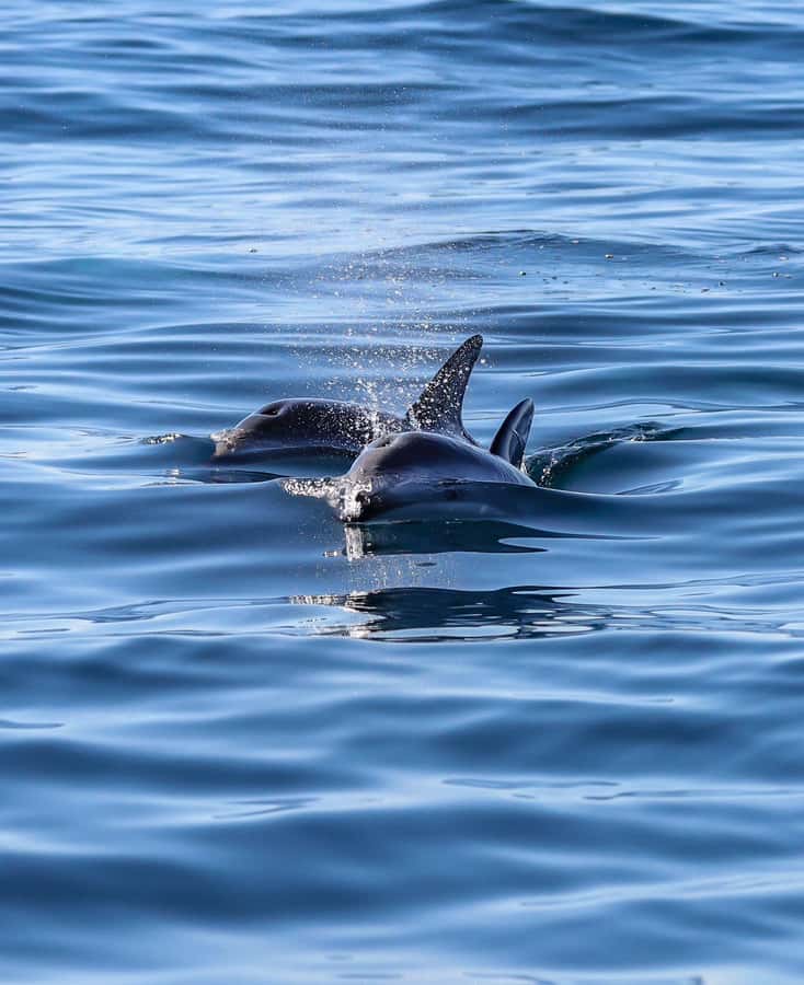 Dolphin Watching Adventure - Who this is best for (and who should reconsider)