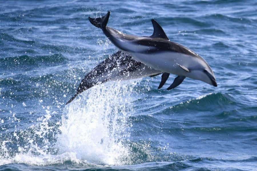 Dolphin Watching Adventure - From Muelle Comandante Luis Piedra Buena to open water