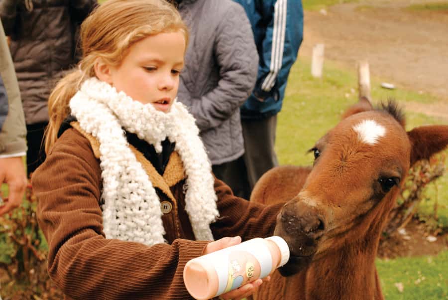El Calafate: Estancia 25 de Mayo Tour with Dinner & Transfer - El Calafate, but make it ranch life: what Estancia 25 de Mayo is really about