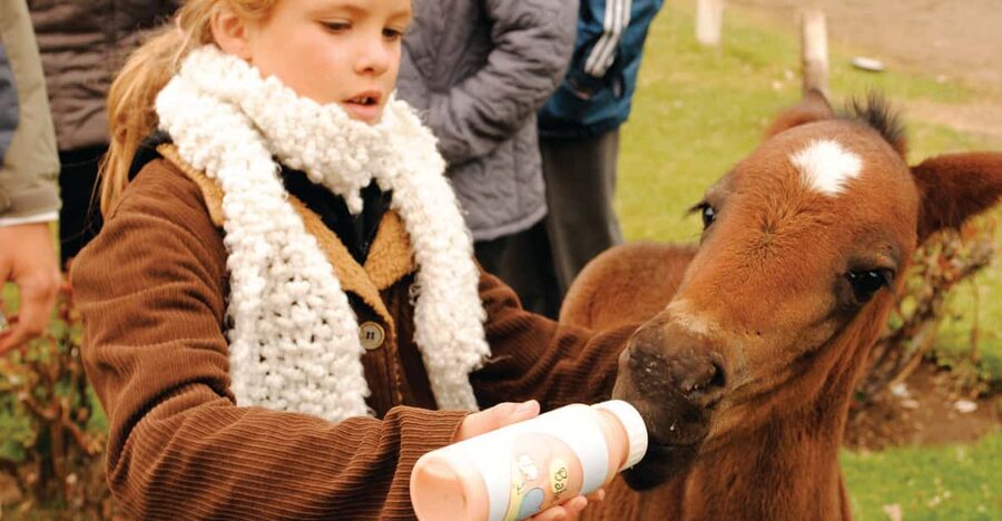 El Calafate: Estancia 25 de Mayo Tour with Dinner & Transfer - Price and value: is $109 worth it?