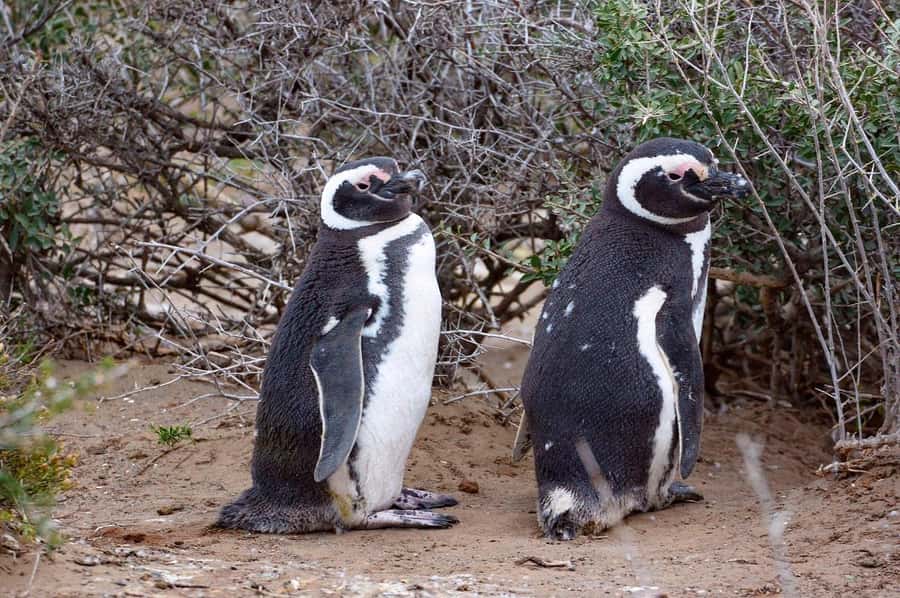 El Calafate: Monte León 4x4 Wolves and Penguins Excursion - Key highlights and what they mean for you