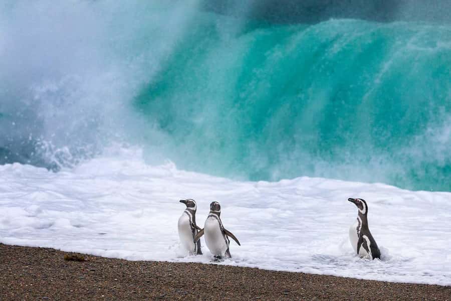 El Calafate: Monte León 4x4 Wolves and Penguins Excursion - Guide, language, and binoculars: the details that make the day click