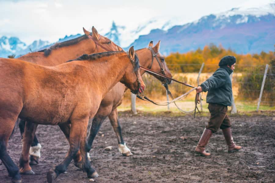 El Calafate: Nibepo Aike Ranch with Horseback Riding - Getting to Nibepo Aike via Ruta 15, the Path of the Estancias