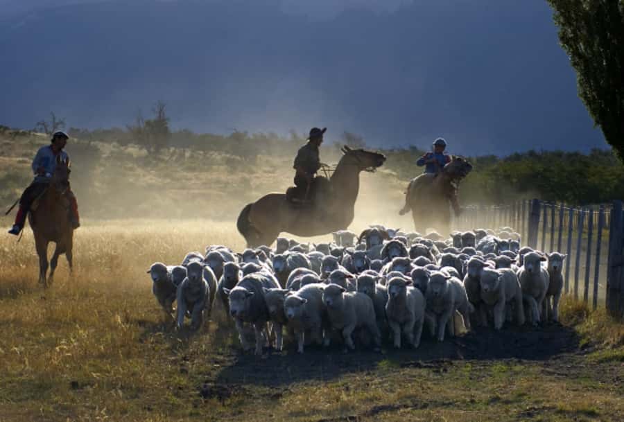 El Calafate: Nibepo Aike Ranch with Horseback Riding - Patagonian asado in the Quincho: lamb barbecue, wine, and story time
