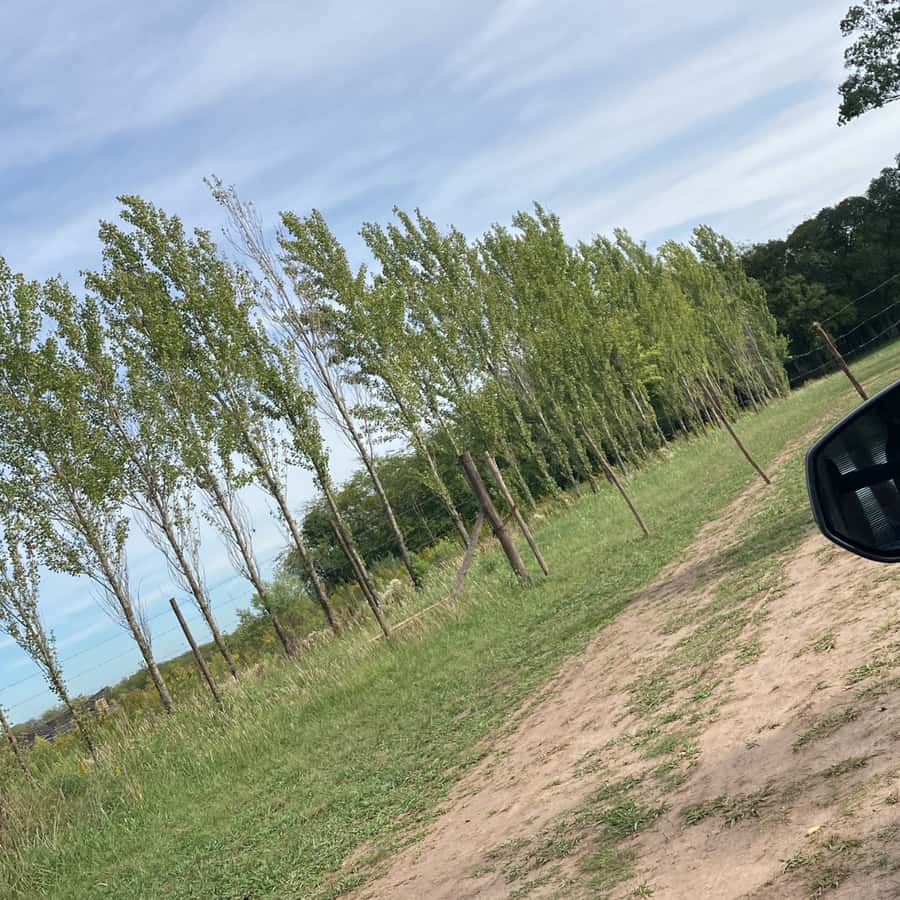Enjoy a Rural Experience in a Vineyard near Buenos Aires - Wine tasting with food pairings: how to enjoy the flavors without rushing