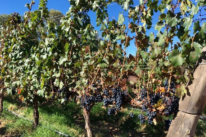 Exclusive day-long private tour of Cafayate vineyards - Cafayate at High Altitude: Torrontes and Malbec’s Home Turf