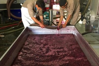 Exclusive day-long private tour of Cafayate vineyards