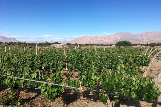 Exclusive day-long private tour of Cafayate vineyards - Timing That Makes Sense for Wine Country Pacing
