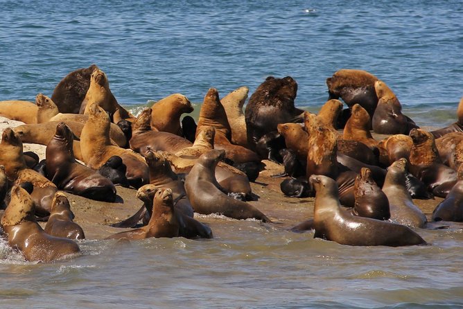 Exclusive Peninsula Valdes Nature & Wildlife for Cruise Guests - Peninsula Valdes Wildlife, the Cruise-Friendly Version That Still Feels Wild