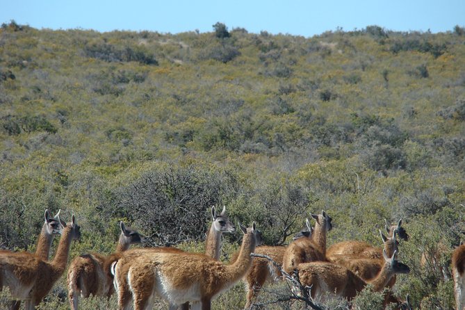Exclusive Peninsula Valdes Nature & Wildlife for Cruise Guests - The Drive Out to El Desempeño, Interpretation First, Then the Wildlife Zone