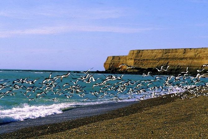Exclusive Peninsula Valdes Nature & Wildlife for Cruise Guests - Roads, Weather, and Photography Reality Checks