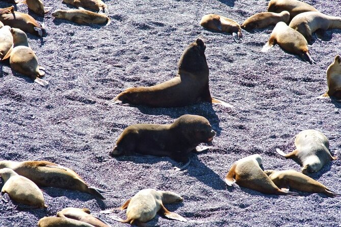 Excursion to Punta Loma and Puerto Madryn for Cruisers - Key highlights at a glance