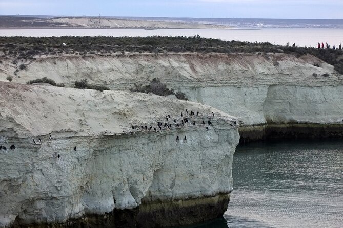 Excursion to Punta Loma and Puerto Madryn for Cruisers - Stop 1: Reserva Lobería de Punta Loma sea lions, not a photo fantasy