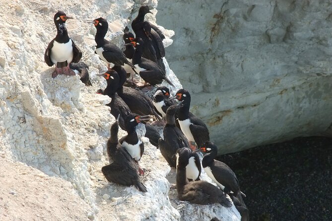 Excursion to Punta Loma and Puerto Madryn for Cruisers - The guide and driver experience: what consistently gets praised