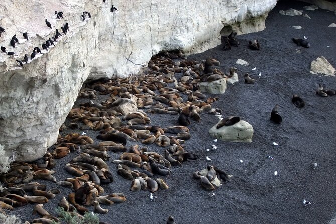 Excursion to Punta Loma and Puerto Madryn for Cruisers - What to bring so the sea lions and viewpoints actually work for you