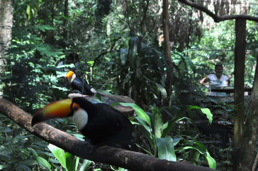 From Buenos Aires: 3-Day Iguazu Falls Tour with Airfare - Airfare Option, Transfers, and the One Timing Issue to Plan For