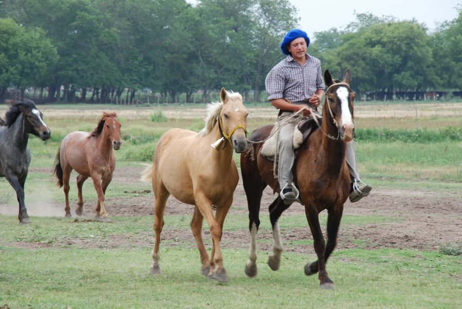 From Buenos Aires: Estancia Don Silvano Tour with Lunch. - Should You Book the Estancia Don Silvano Tour?