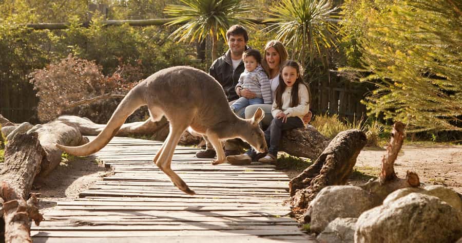 From Buenos Aires: Full-Day Temaiken Eco Park - Key things to know before you go