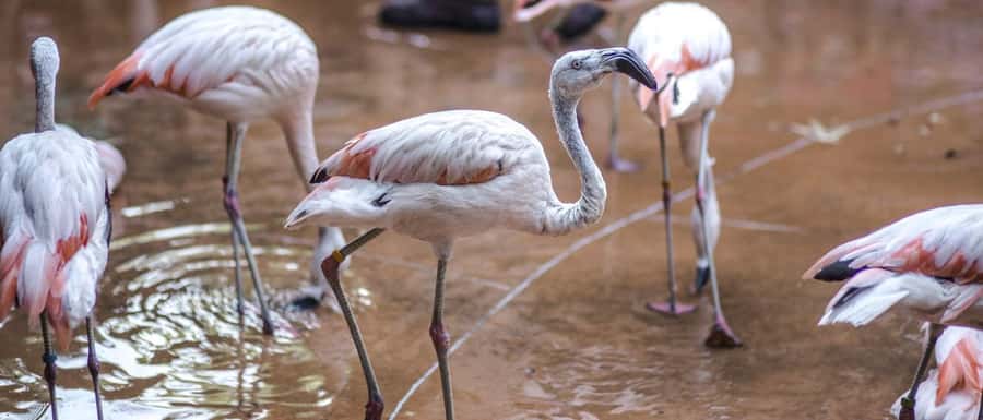 From Buenos Aires: Full-Day Temaiken Eco Park - Should you book Temaiken from Buenos Aires?