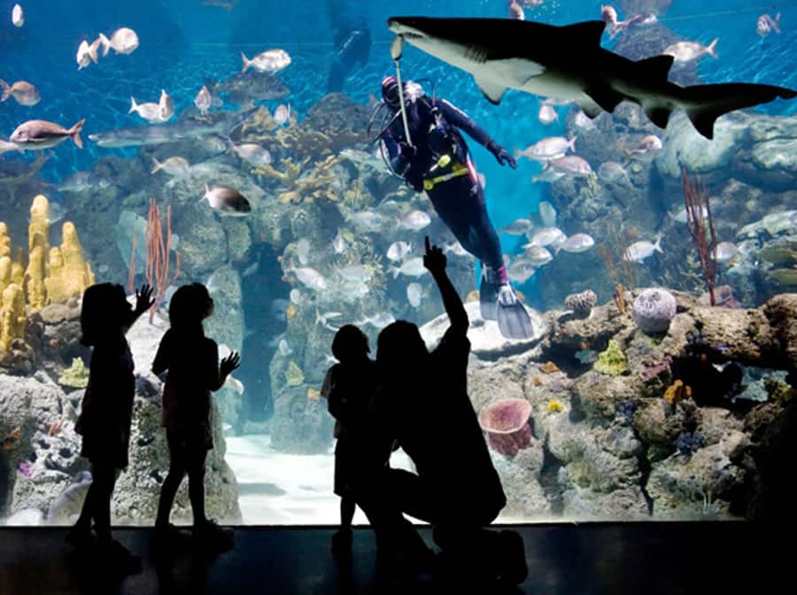 From Buenos Aires: Full-Day Temaiken Eco Park - Why Temaiken Eco Park is a great Buenos Aires escape