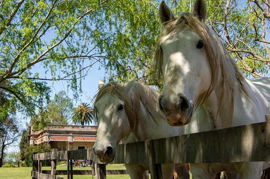 From Buenos Aires: Gaucho and Ranch Day Tour - Reaching the estancia: snacks first, then activities