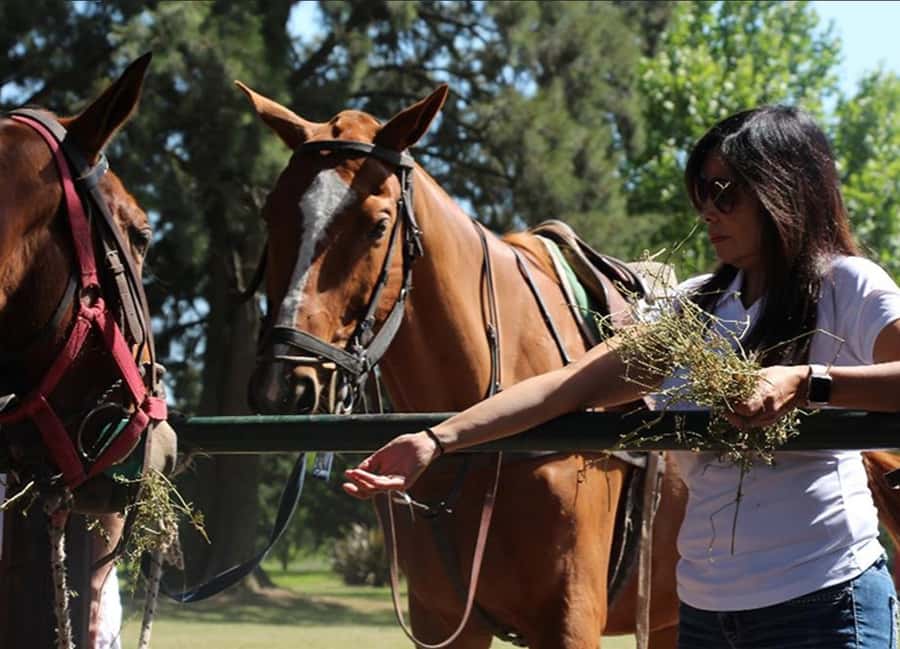 From Buenos Aires: Polo Match, Lesson, and BBQ Day-Trip - Key highlights worth your attention