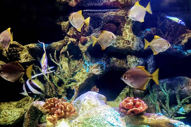 From Buenos Aires: Temaiken Biopark with Transfer and Tickets - Rain and weather: the tour keeps moving