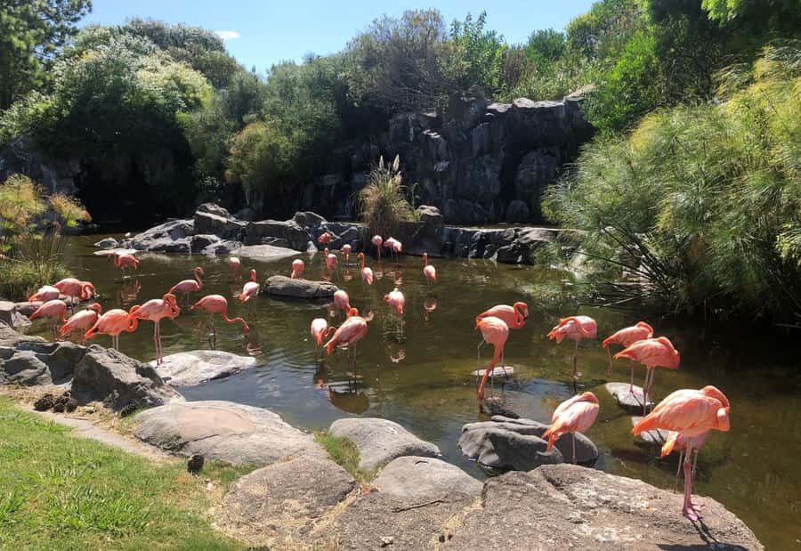 From Buenos Aires: Temaiken Zoo Tour with Ticket Included - Key highlights you will actually care about
