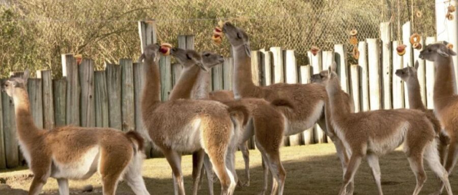 From Buenos Aires: Temaiken Zoo Tour with Ticket Included - Who this is best for, and who might want a different plan