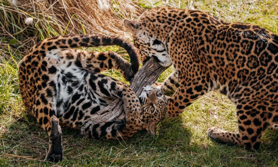 From Buenos Aires: Temaiken Zoo Tour with Ticket Included - Aquarium: Argentina’s water worlds with tidal pools, freshwater, and ocean
