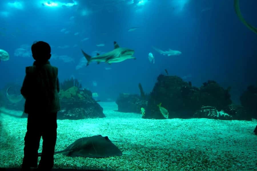 From Buenos Aires: Temaiken Zoo Tour with Ticket Included - The giant aviary: birds from around the world, with viewpoints that protect the animals