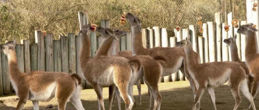 From Buenos Aires: Temaiken Zoo Tour with Ticket Included - La Chacra: goats, sheep, calves, and a small vegetable garden