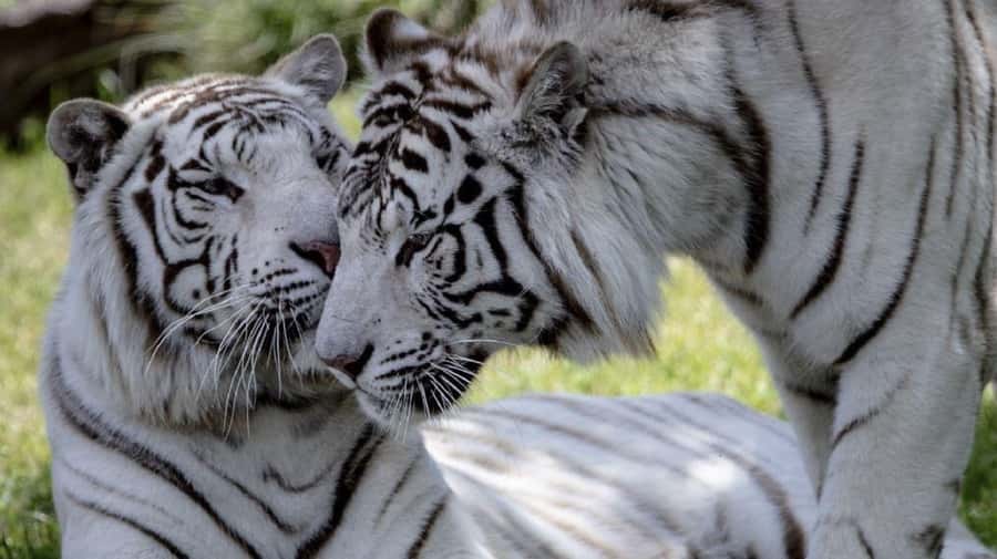 From Buenos Aires: Temaiken Zoo Tour with Ticket Included - The 360-degree cinema: connect the animals to nature’s bigger story