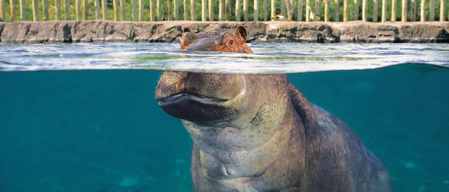 From Buenos Aires: Temaiken Zoo Tour with Ticket Included - Getting there from Buenos Aires: transfers, pick-up reality, and ticket speed