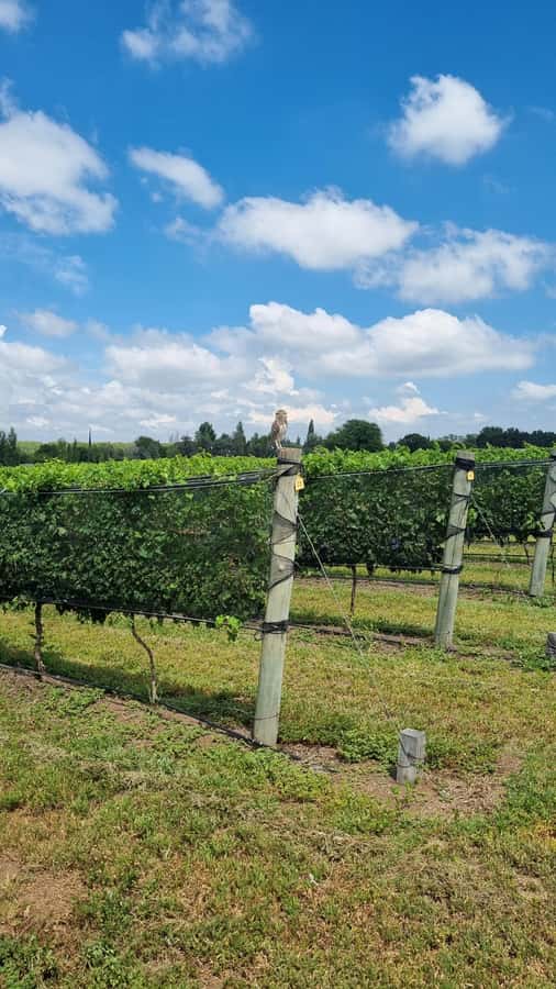 From Cordoba: Private Wine tour & History - Lunch on your own: plan for an Argentinian steakhouse moment