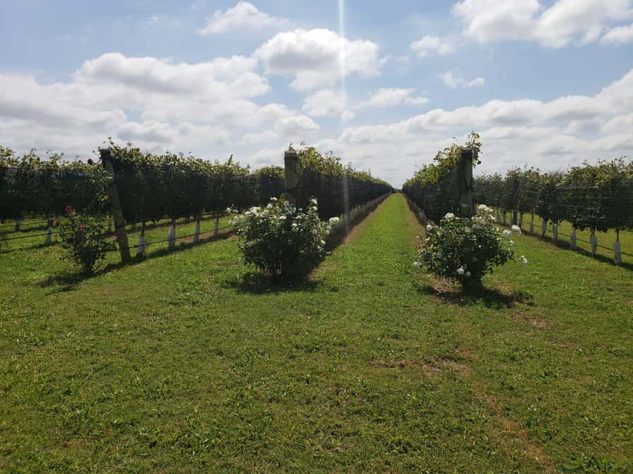 From Cordoba: Private Wine tour & History - Getting out of Córdoba City: private transport and a 10:00am start
